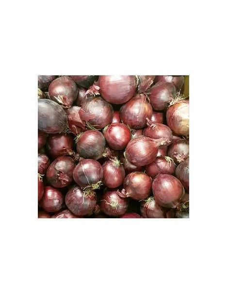 OIGNON Rouge Import France par Bateau par piece